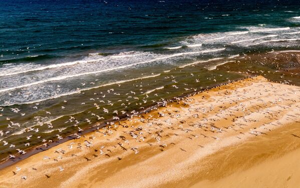 Sinop martıları, hem kentin günlük yaşamına hareket katıyor hem de ziyaretçilerin objektiflerine yansıyan en karakteristik kareleri oluşturuyor. - Sputnik Türkiye