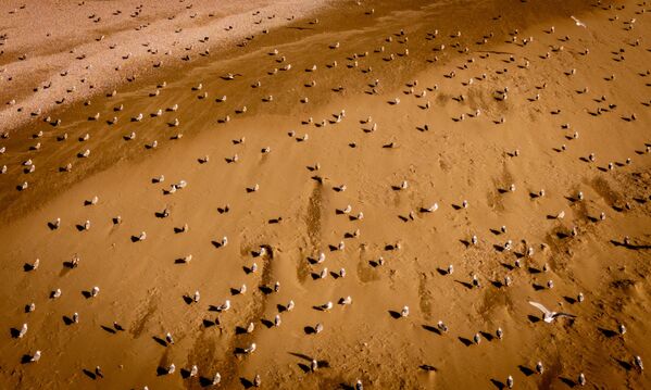 Kentin hemen her noktasında görülebilen martılar, Sinop’un denizle kurduğu güçlü bağın en canlı göstergesi. - Sputnik Türkiye