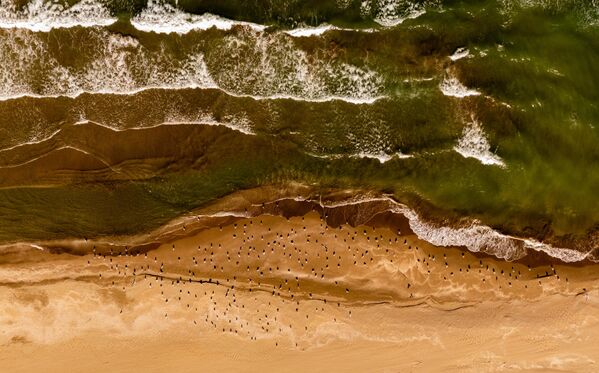 Girintili çıkıntılı kıyı yapısı, koyları ve körfezleriyle zengin bir ekosisteme sahip olan kent, balıkçılığın yaygın olması nedeniyle her mevsim çok sayıda martıya ev sahipliği yapıyor. - Sputnik Türkiye
