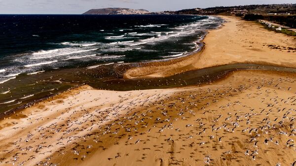Türkiye'nin kuzey ucu Sinop'un simge kuşları - Sputnik Türkiye