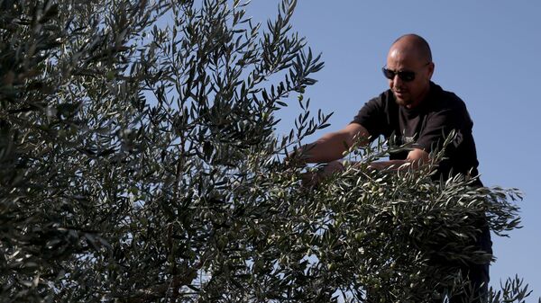  Batı Şeria'da zeytin hasadı - Sputnik Türkiye