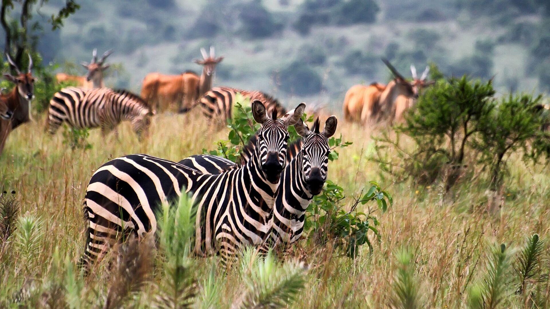 Ruanda  - Sputnik Türkiye, 1920, 27.10.2025
