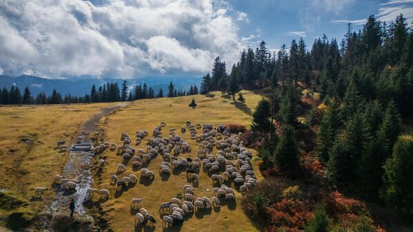 Havanın soğumasıyla bazı yaylalarda etkili olan sis bulutları, renkli doğayla birleşerek görsel bir şölen oluşturdu. - Sputnik Türkiye