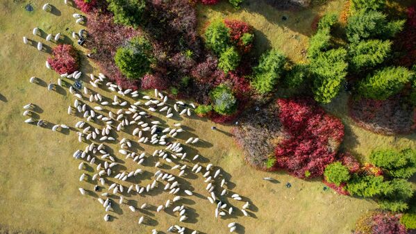 Trabzon ve Artvin’in yüksek kesimlerinde yer alan yaylalar, sonbaharın gelişiyle birlikte adeta renk cümbüşüne dönüştü. - Sputnik Türkiye