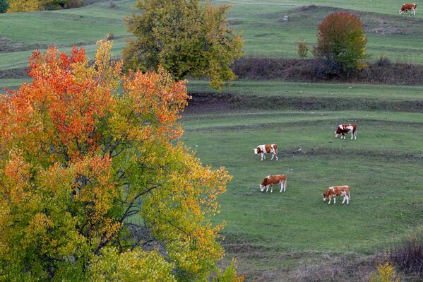 Karadeniz’in yaylaları, yaz aylarında serin havası ve doğal güzellikleriyle öne çıkarken, sonbaharda da renkli doğasıyla fotoğrafçılar ve doğa gezginleri için büyüleyici manzaralar sunuyor. - Sputnik Türkiye