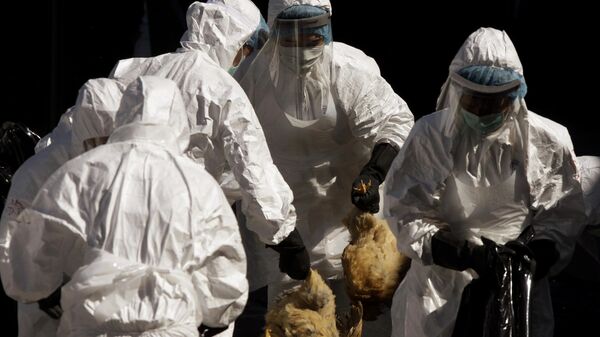 Health workers slaughter all the chickens at the wholesale poultry market in Hong Kong Wednesday, Dec. 10, 2008 - Sputnik Türkiye