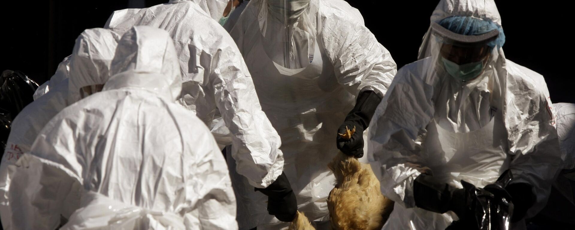 Health workers slaughter all the chickens at the wholesale poultry market in Hong Kong Wednesday, Dec. 10, 2008 - Sputnik Türkiye, 1920, 29.10.2025