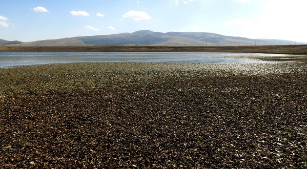 Kars&#x27;ın Sarıkamış ilçesinde göçmen kuşlara ev sahipliği yapan Asboğa Gölü&#x27;nün suyu 60 metre çekildi. İlçe merkezine 11 kilometre uzaklıkta ve 2007 rakımda bulunan göl, 237 bin 243 metrekarelik alanı kapsıyor. - Sputnik Türkiye