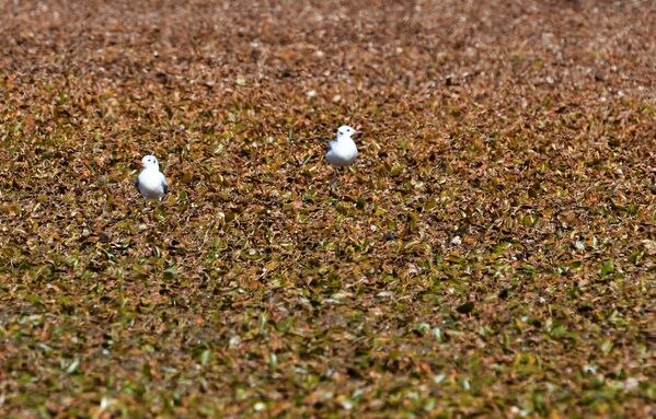 Vatandaşlardan Bilgin Baldan da hem kuraklık hem de kışın yeterince kar yağmadığı için su besleme alanlarının azaldığını belirterek, bu sebeple gölün suyunun çekildiğini kaydetti. - Sputnik Türkiye