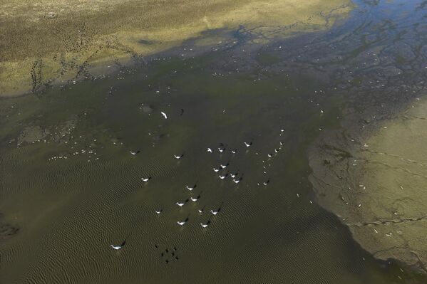 Göl çevresindeki geniş sazlık alanlar, geçmişte çok sayıda kuş ve balık için üreme ve barınma alanı oluştururken, bugün yalnızca az sayıda kuşun görülebildiği bir alana dönüştü. - Sputnik Türkiye