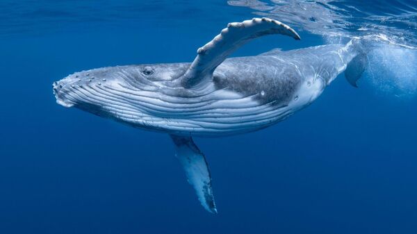 Grönland Balinası (Bowhead Whale) - Sputnik Türkiye