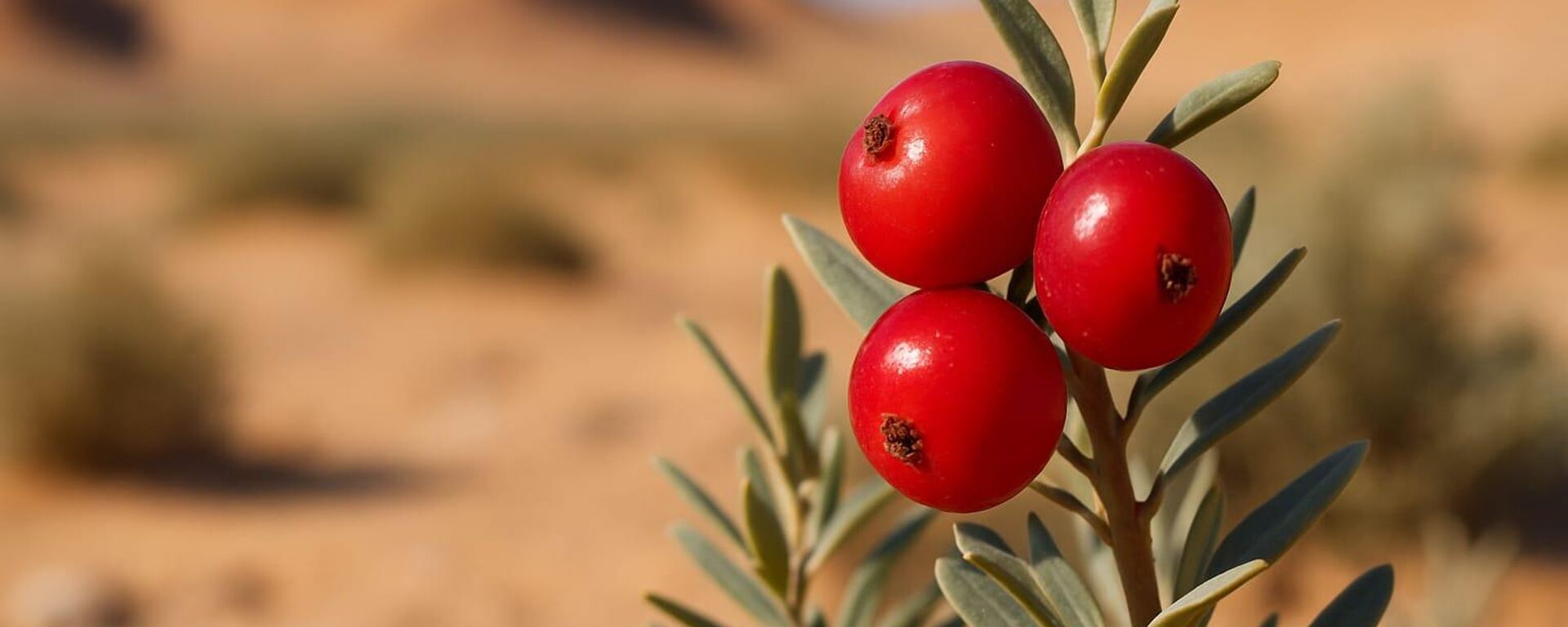 Kırmızı çöl meyvesi - Sputnik Türkiye, 1920, 07.11.2025
