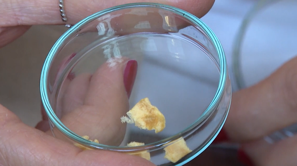 Balıkçılardan kılçık topladılar, kolajen elde ettiler - Sputnik Türkiye