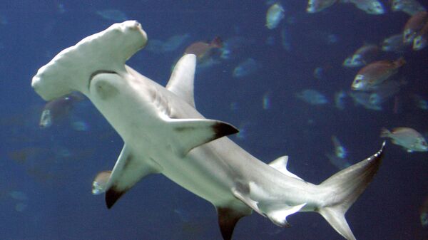 An Oct. 27, 2005 file photo shows a hammerhead shark in a large tank at the Georgia Aquarium, in Atlanta. A U.S.-backed proposal to protect the heavily fished hammerhead sharks was narrowly rejected Tuesday, March 23, 2010, over concerns by Asia nations that regulating the booming trade in shark fins could hurt poor nations.   - Sputnik Türkiye