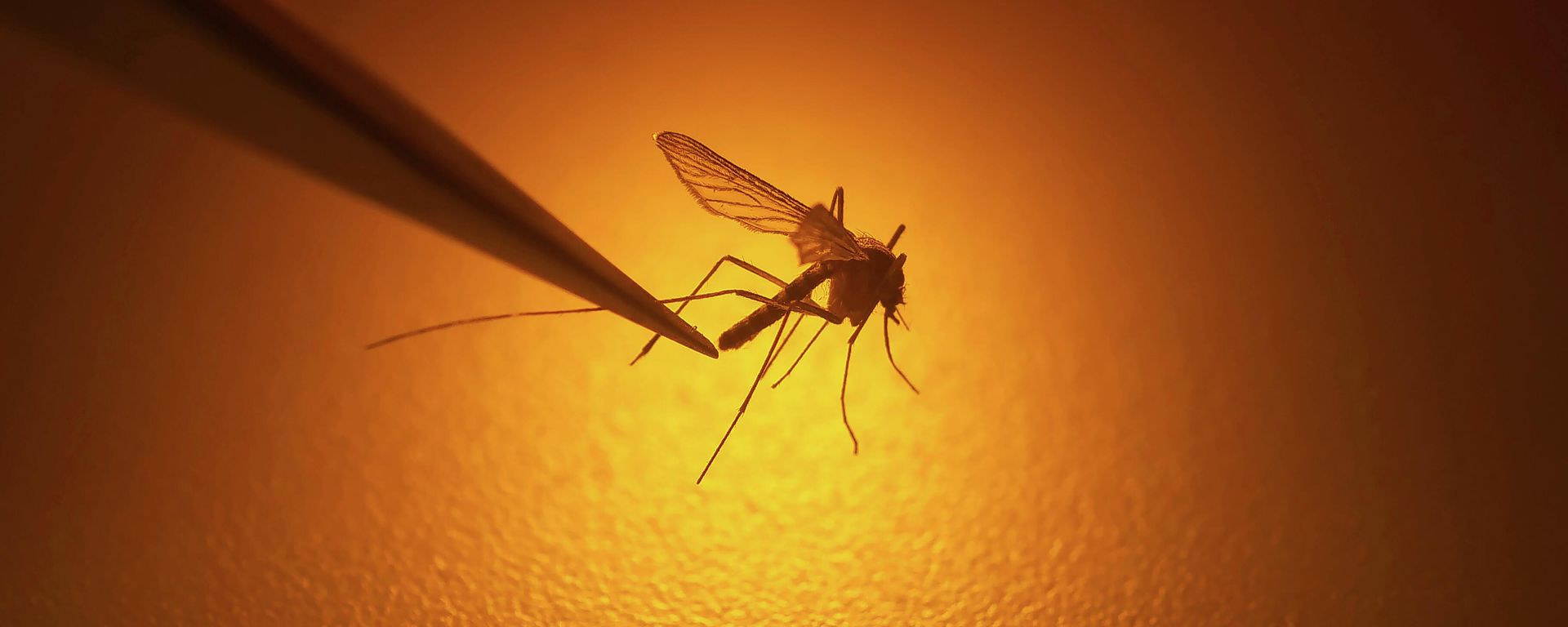 In this Aug. 26, 2019 file photo, Salt Lake City Mosquito Abatement District biologist Nadja Reissen examines a mosquito in Salt Lake City. - Sputnik Türkiye, 1920, 11.11.2025