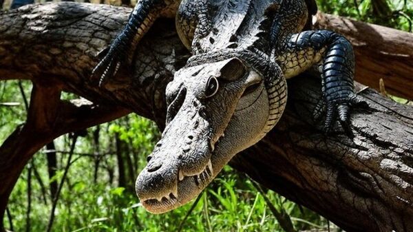 Avustralya’da ‘ağaçtan avlanan timsah’ izleri bulundu - Sputnik Türkiye