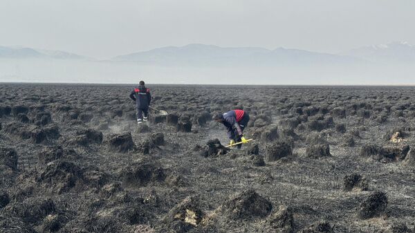 Nehil Sazlığı'nda 7 Kasım'da çıkan yangın - Sputnik Türkiye