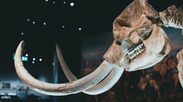 Mamut kemikleri (Temsili)  - Sputnik Türkiye