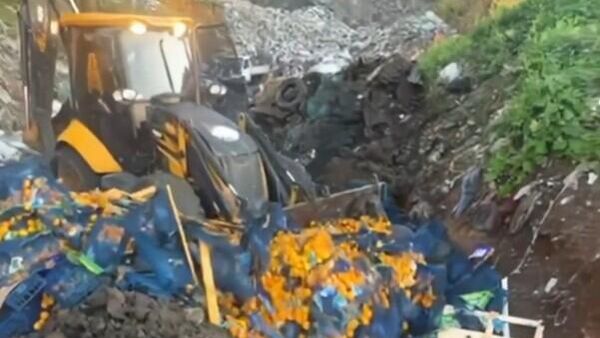 Mandalina - Sputnik Türkiye