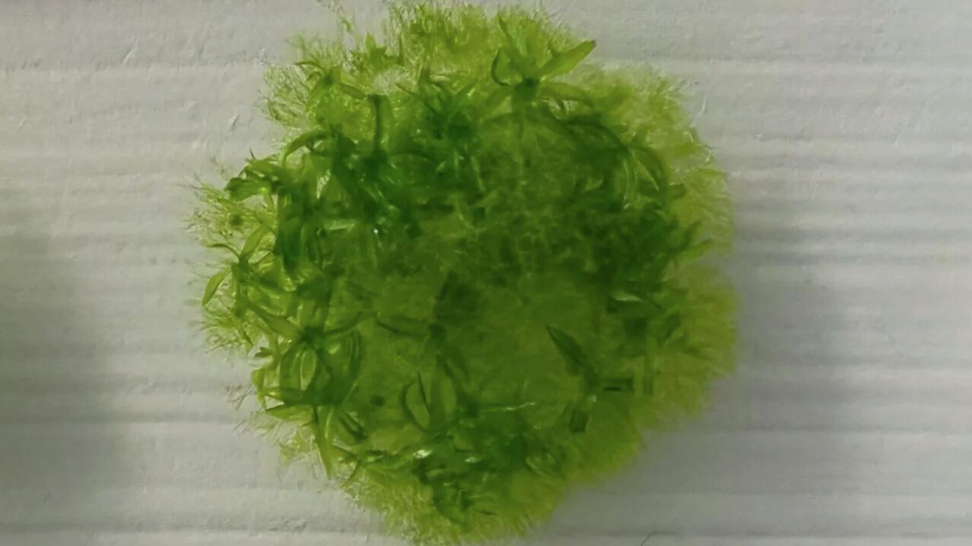 Yosun - Sputnik Türkiye, 1920, 21.11.2025