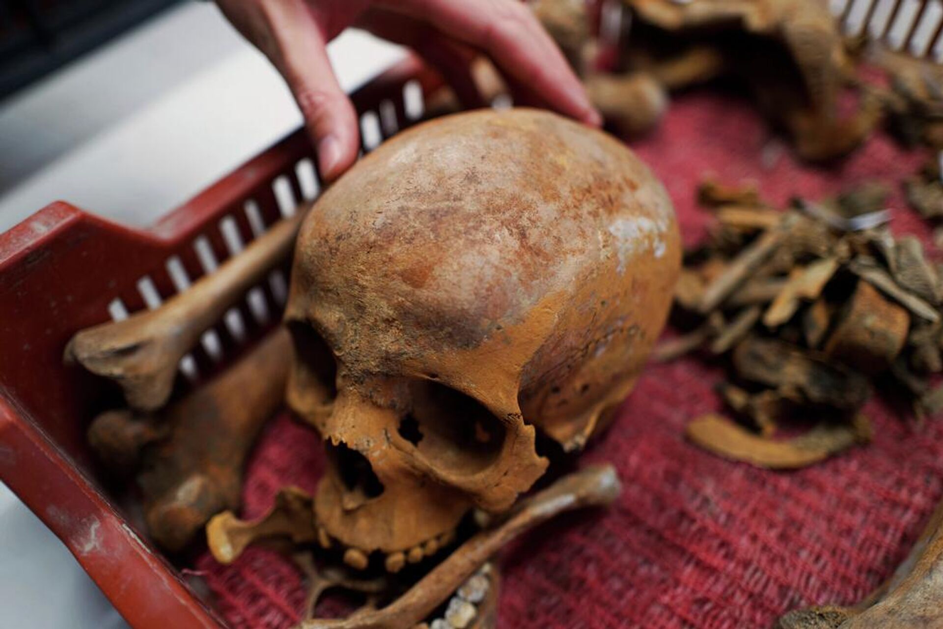 The skull of a Roman-era woman is seen in a box after archaeologists found the remains in an intact Roman sarcophagus, Wednesday, Nov. 19, 2025 in Budapest, Hungary. (AP photo/Bela Szandelszky) - Sputnik Türkiye, 1920, 21.11.2025