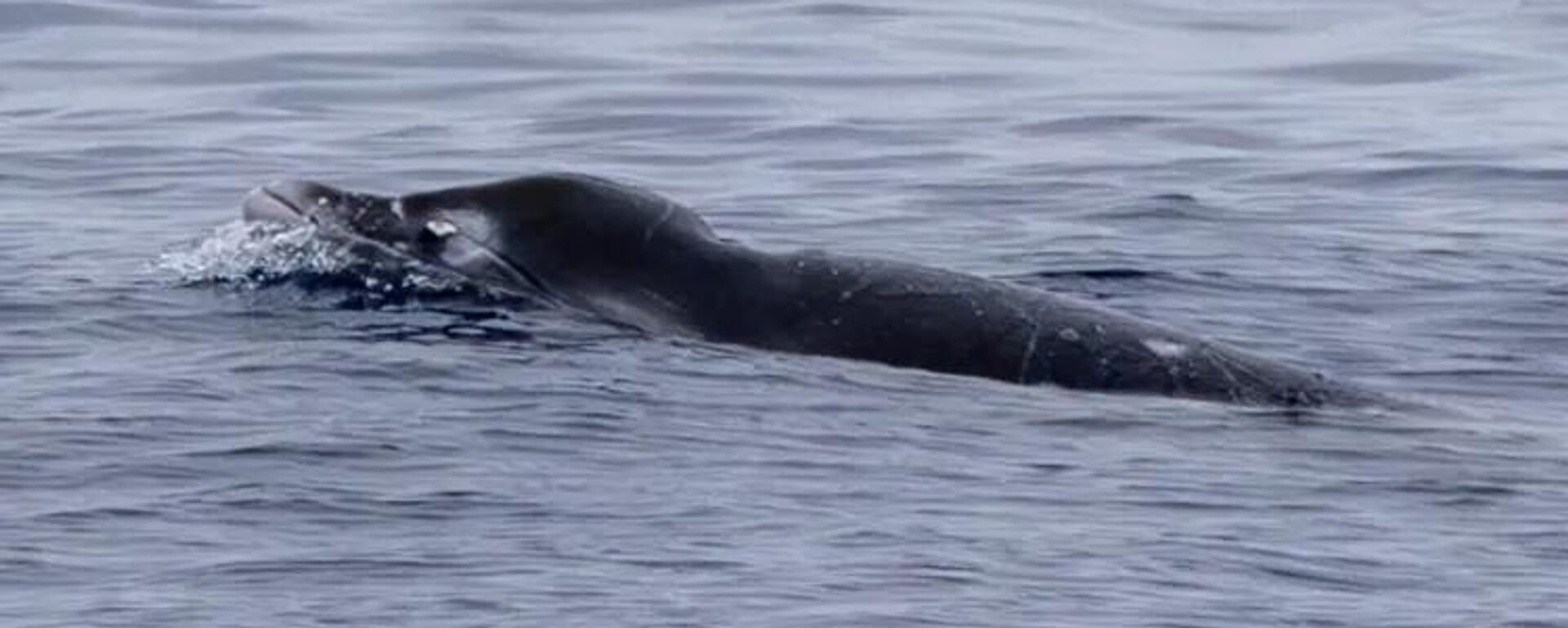 Gingko dişli gagalı balina - Sputnik Türkiye, 1920, 21.11.2025