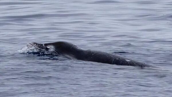 Gingko dişli gagalı balina - Sputnik Türkiye