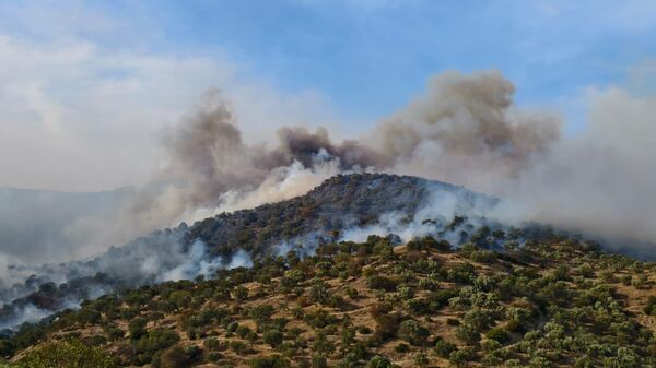 Aydın'da ziraat alanında çıkan yangına müdahale ediliyor - Sputnik Türkiye