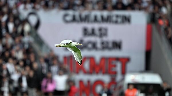 Beşiktaş Samsunspor maçı martı - Sputnik Türkiye