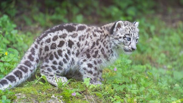 Yabani kedi - Sputnik Türkiye