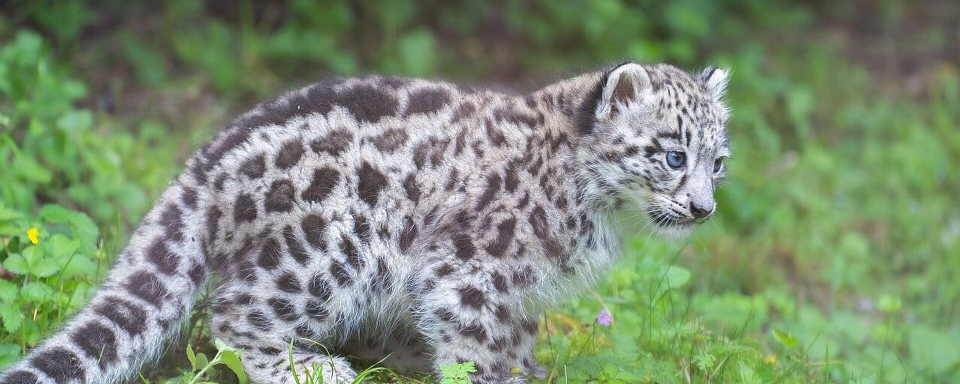 Yabani kedi - Sputnik Türkiye, 1920, 24.11.2025