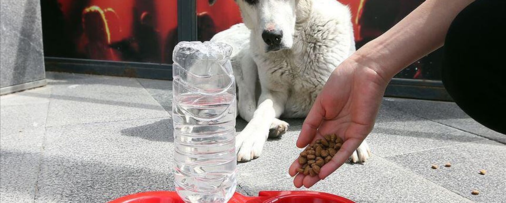 Sokak köpeği - Sputnik Türkiye, 1920, 24.11.2025