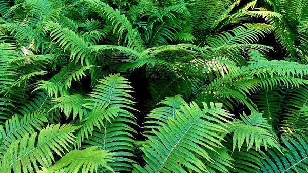 Eğrelti otu - Sputnik Türkiye