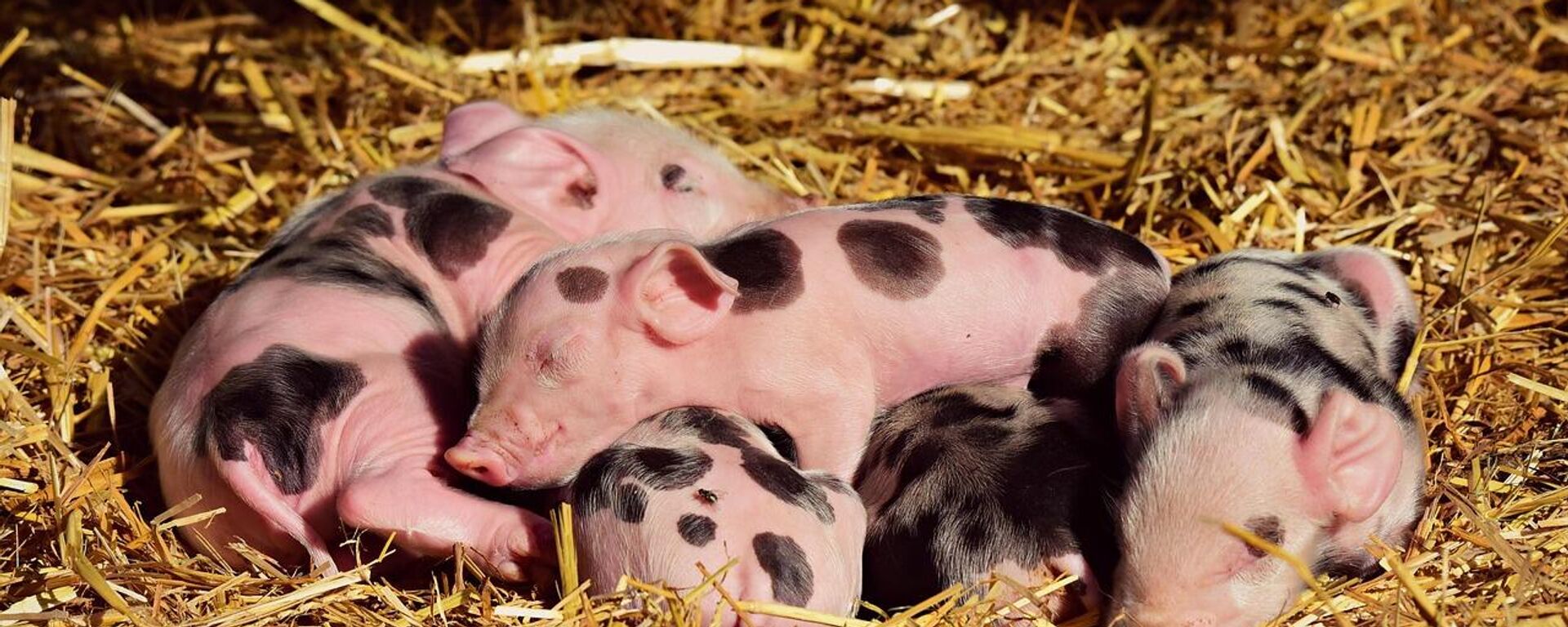 Güney Kore, Afrika domuz vebası için kırmızı alarm ilan etti: 1500'e yakın domuz itlaf edildi - Sputnik Türkiye, 1920, 25.11.2025