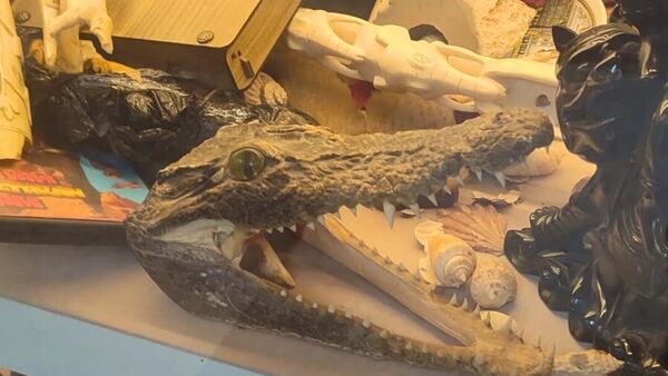 İstanbul'da yasa dışı yaban hayatı ürünlerine el konuldu - Sputnik Türkiye