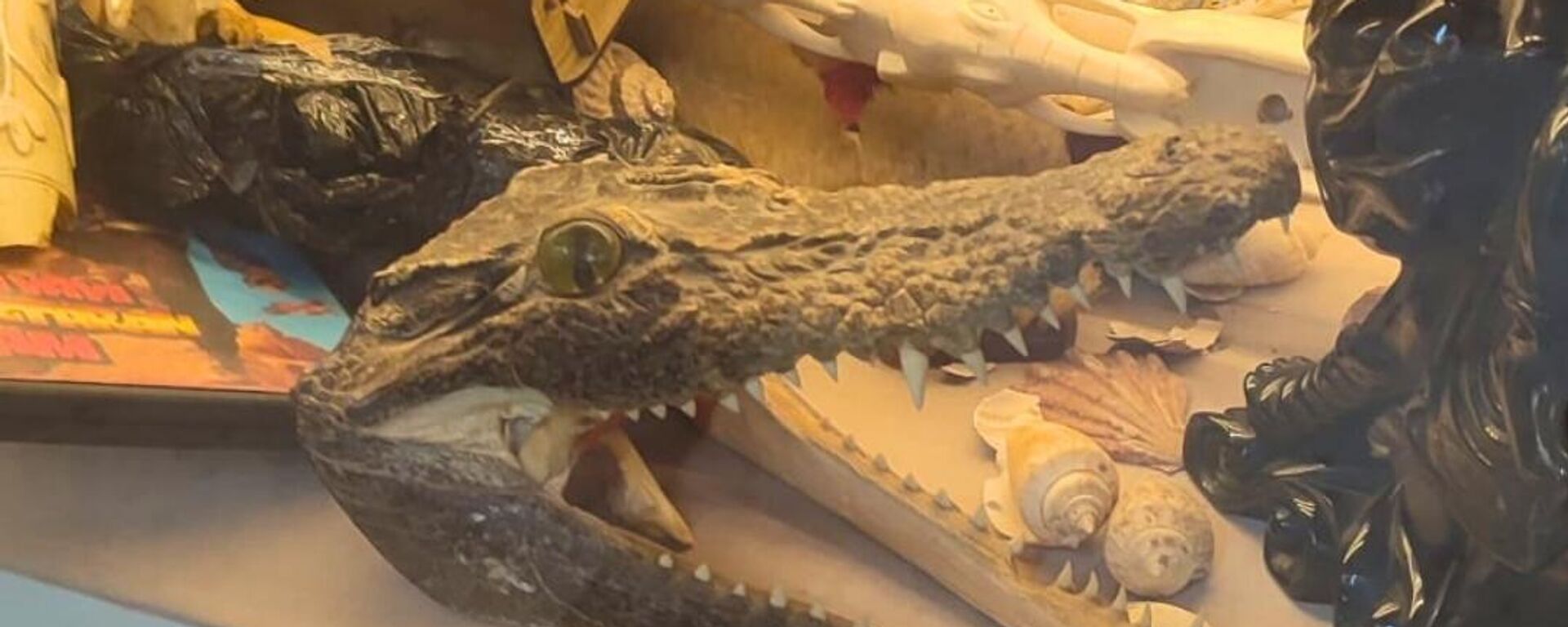 İstanbul'da yasa dışı yaban hayatı ürünlerine el konuldu - Sputnik Türkiye, 1920, 25.11.2025