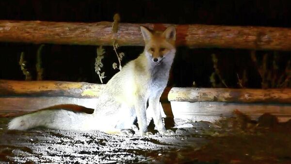 Sarıkamış ilçesinde havaların soğumaya başlamasıyla yiyecek bulmakta güçlük çeken yaban hayvanları şehir merkezine iniyor - Sputnik Türkiye