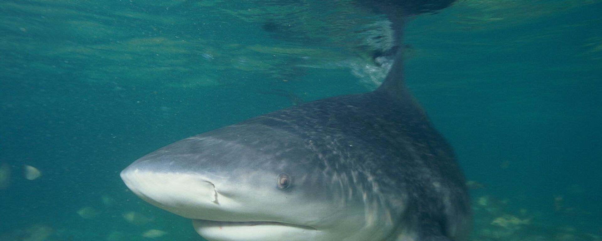  Bull shark - Sputnik Türkiye, 1920, 27.11.2025