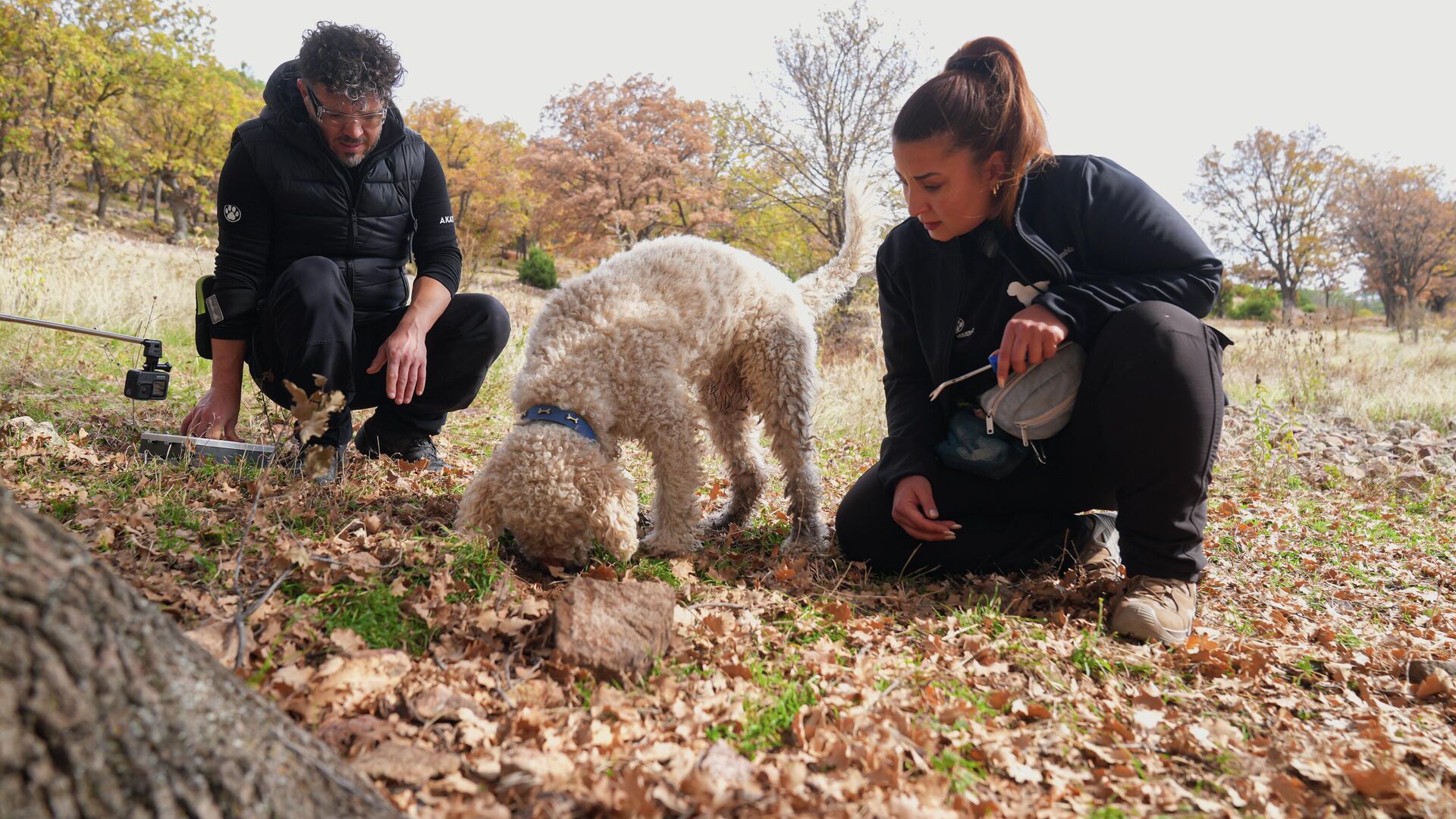 Özel eğitilen trüf köpekleri iş başında: Mantarları onlar buluyor, yapay zeka sınıflandırıyor Özel eğitilen trüf köpekleri iş başında: Mantarları onlar buluyor, yapay zeka sınıflandırıyor - Sputnik Türkiye, 1920, 28.11.2025