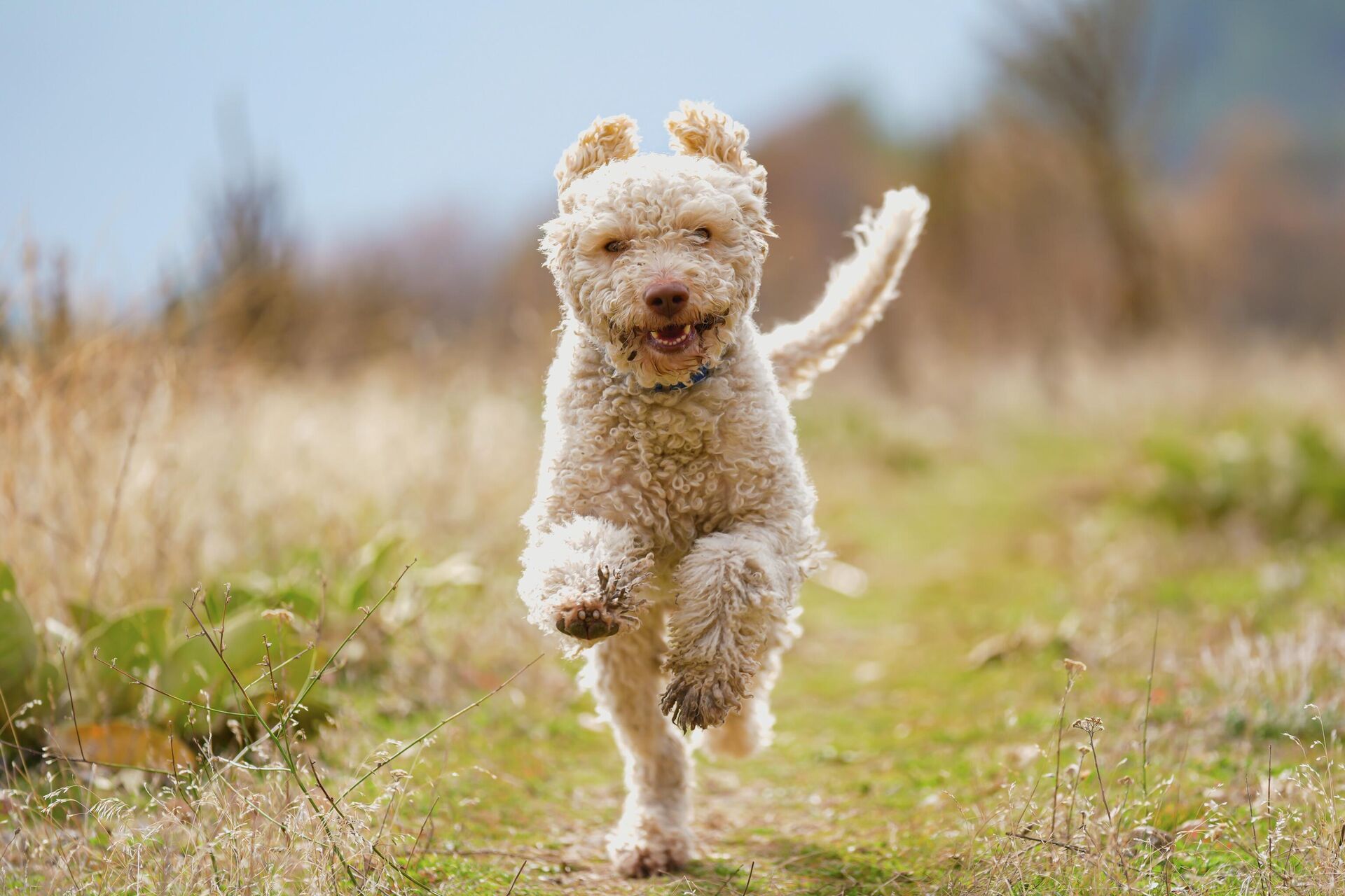 Özel eğitilen trüf köpekleri iş başında: Mantarları onlar buluyor, yapay zeka sınıflandırıyor Özel eğitilen trüf köpekleri iş başında: Mantarları onlar buluyor, yapay zeka sınıflandırıyor - Sputnik Türkiye, 1920, 28.11.2025