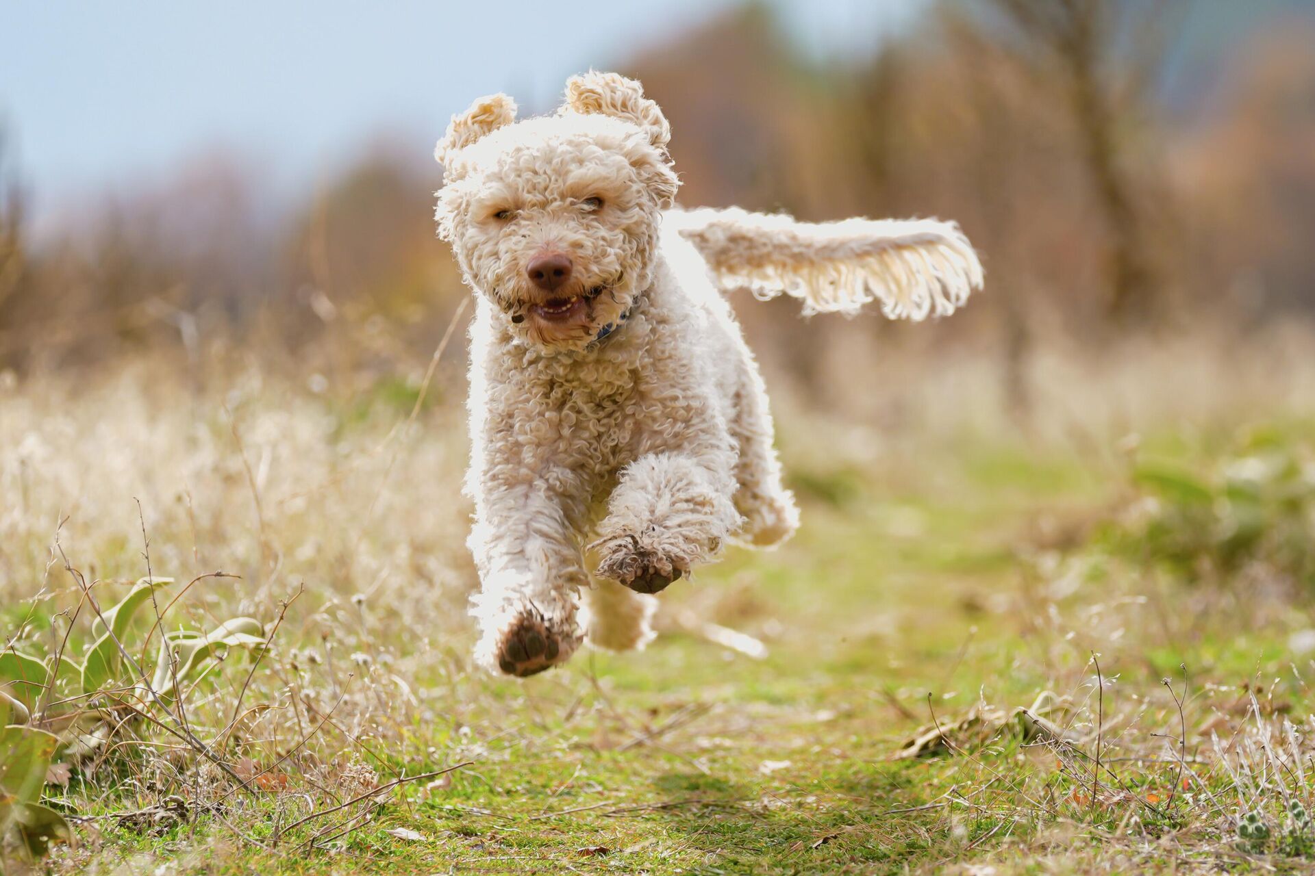 Özel eğitilen trüf köpekleri iş başında: Mantarları onlar buluyor, yapay zeka sınıflandırıyor Özel eğitilen trüf köpekleri iş başında: Mantarları onlar buluyor, yapay zeka sınıflandırıyor - Sputnik Türkiye, 1920, 28.11.2025
