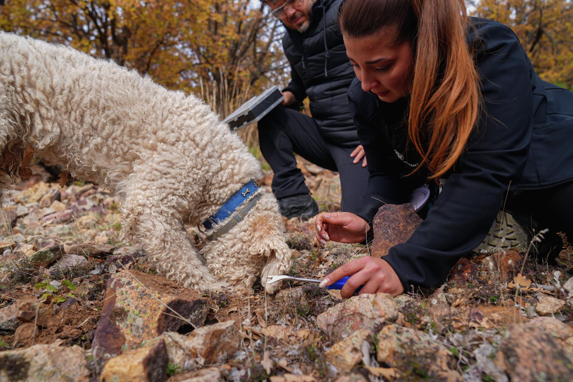 Özel eğitilen trüf köpekleri iş başında: Mantarları onlar buluyor, yapay zeka sınıflandırıyor Özel eğitilen trüf köpekleri iş başında: Mantarları onlar buluyor, yapay zeka sınıflandırıyor - Sputnik Türkiye, 1920, 28.11.2025