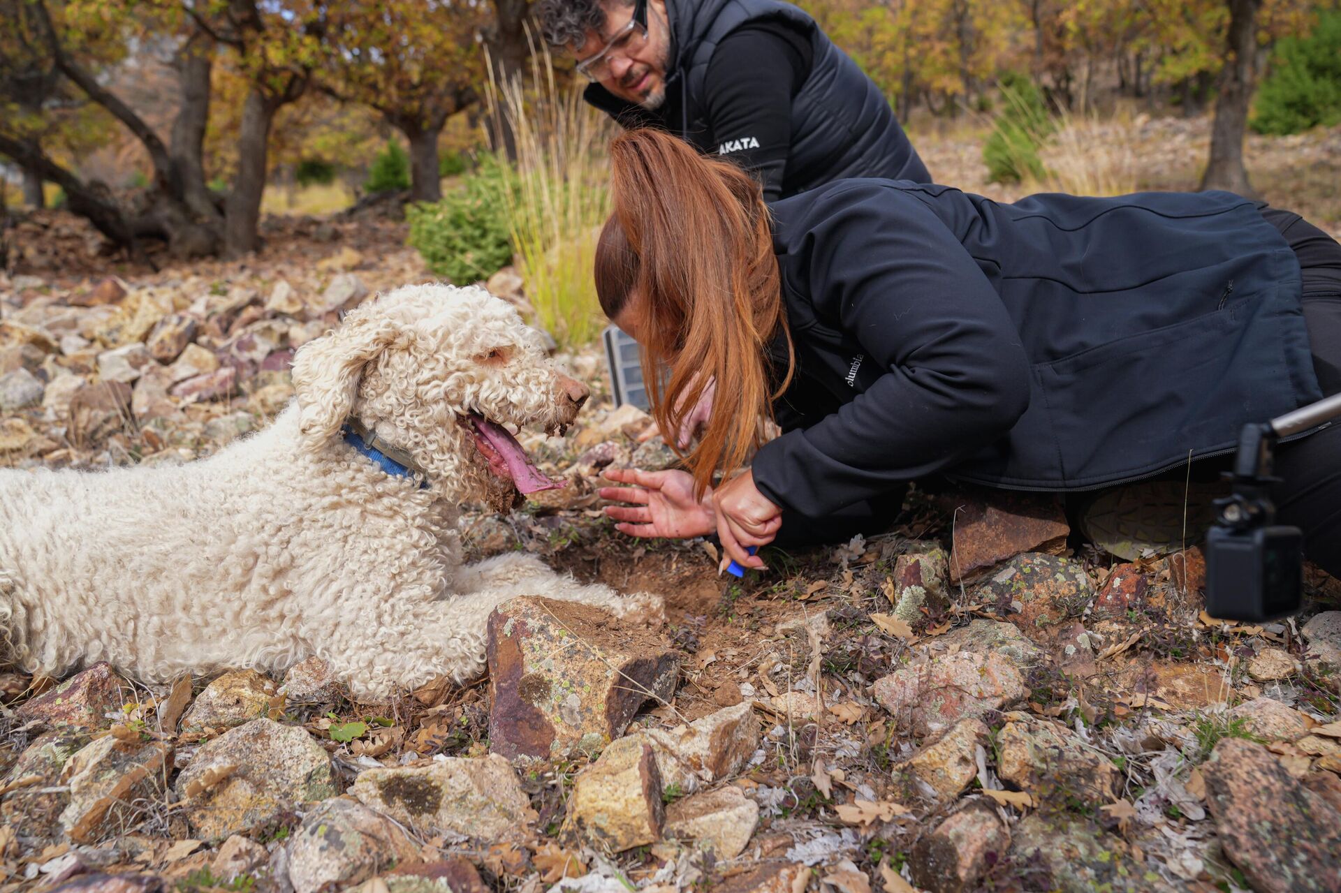 Özel eğitilen trüf köpekleri iş başında: Mantarları onlar buluyor, yapay zeka sınıflandırıyor Özel eğitilen trüf köpekleri iş başında: Mantarları onlar buluyor, yapay zeka sınıflandırıyor - Sputnik Türkiye, 1920, 28.11.2025