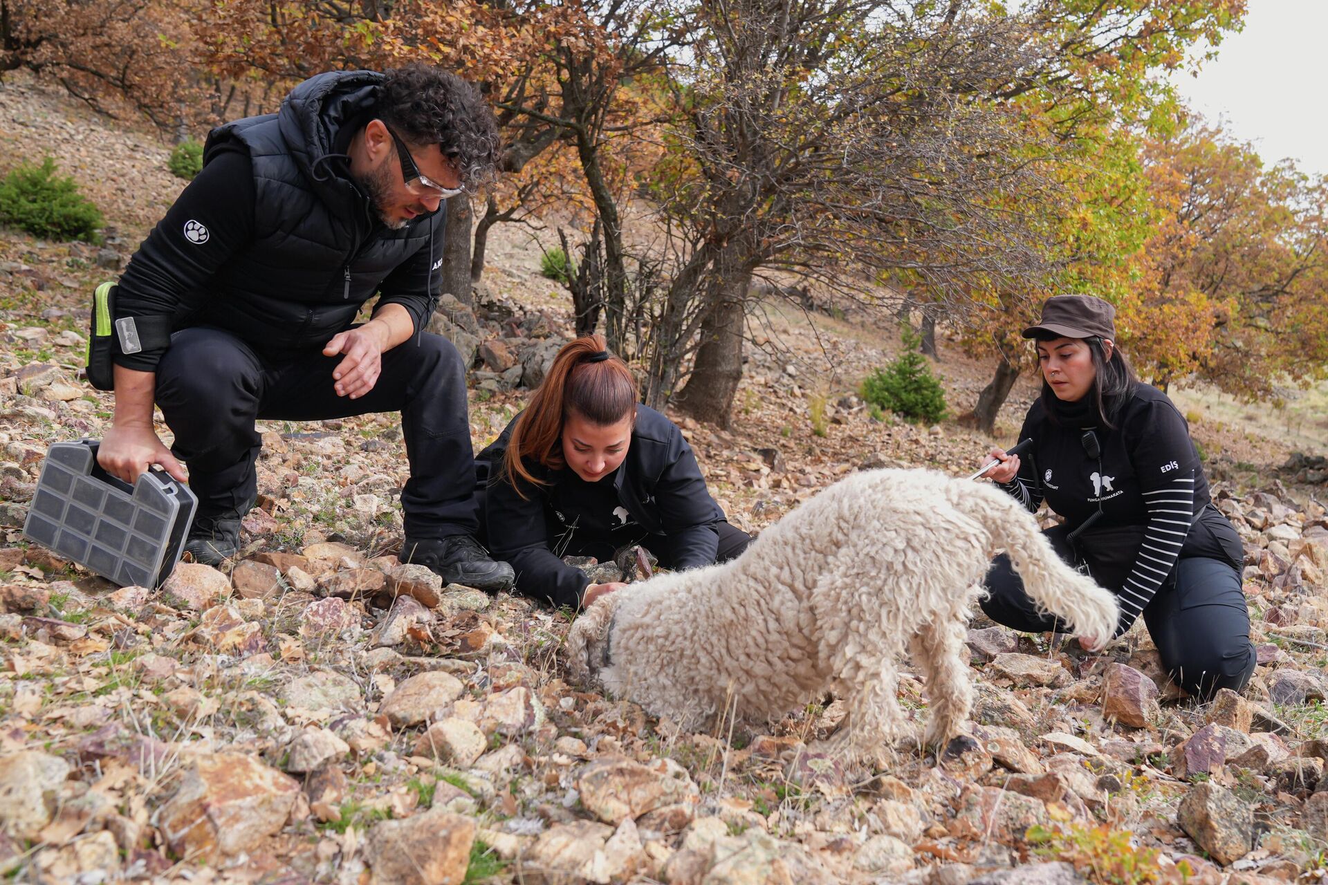 Özel eğitilen trüf köpekleri iş başında: Mantarları onlar buluyor, yapay zeka sınıflandırıyor Özel eğitilen trüf köpekleri iş başında: Mantarları onlar buluyor, yapay zeka sınıflandırıyor - Sputnik Türkiye, 1920, 28.11.2025