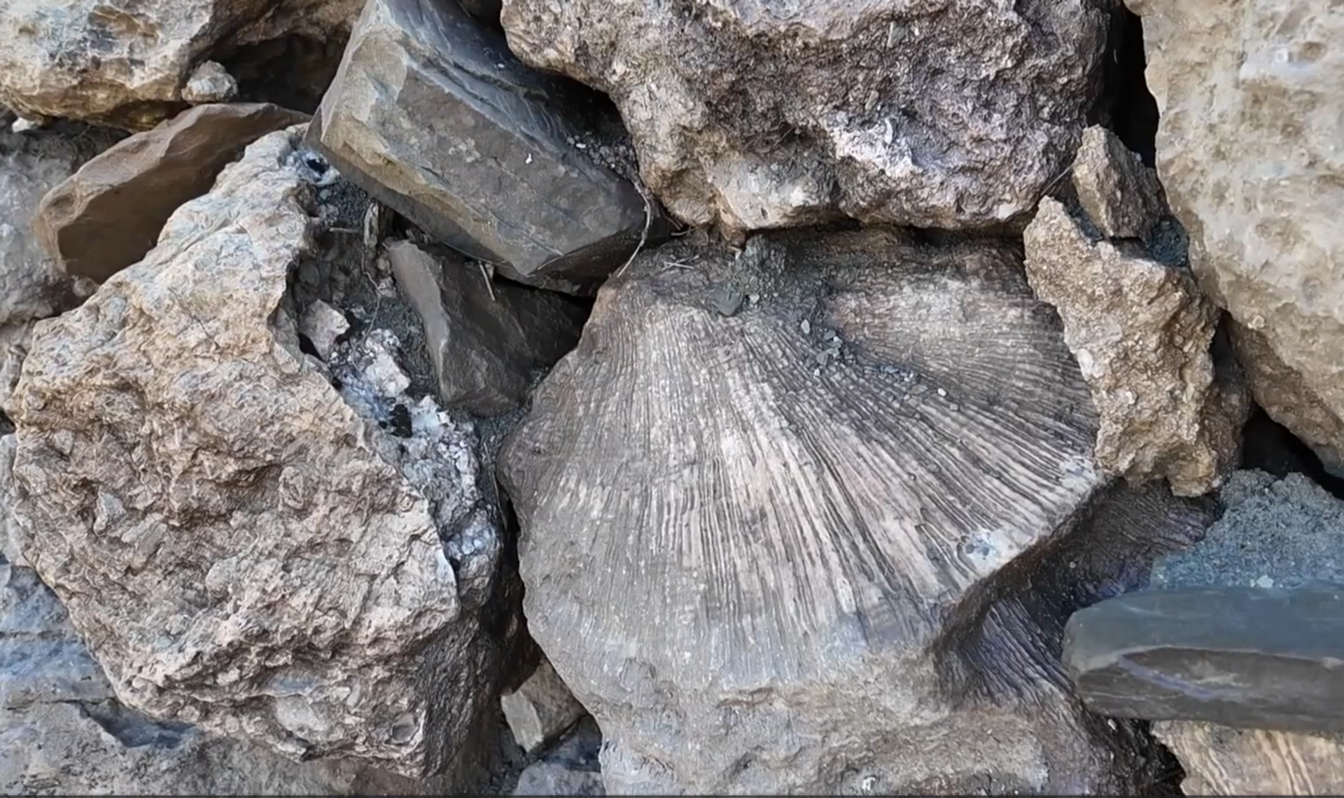 Bingöl fosil - Sputnik Türkiye, 1920, 28.11.2025