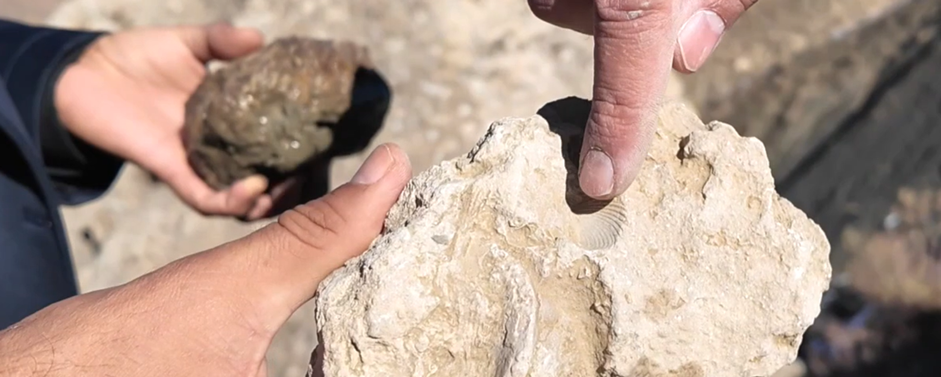 Bingöl fosil - Sputnik Türkiye, 1920, 28.11.2025