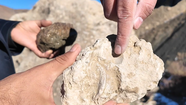 Bingöl fosil - Sputnik Türkiye