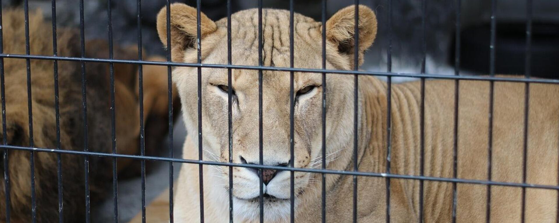 Hayvanlarla çalışmayı hayal ediyordu: Brezilya’da 19 yaşındaki genç, aslan kafesine girince hayatını kaybetti - Sputnik Türkiye, 1920, 01.12.2025