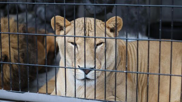 Hayvanlarla çalışmayı hayal ediyordu: Brezilya’da 19 yaşındaki genç, aslan kafesine girince hayatını kaybetti - Sputnik Türkiye