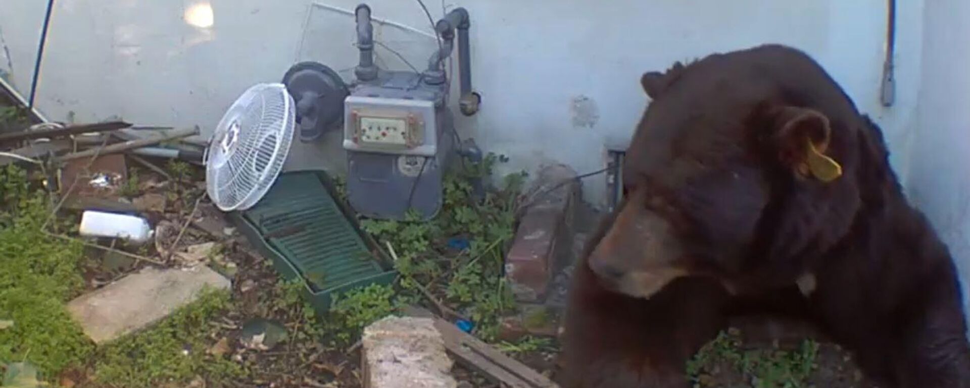 Evde ayıyla yaşıyor: 220 kiloluk ayının evin zemin boşluğunda yaşadığını keşfetti - Sputnik Türkiye, 1920, 02.12.2025